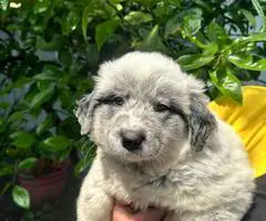 4 Blue Heeler puppies for sale - 5