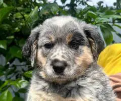 4 Blue Heeler puppies for sale - 7