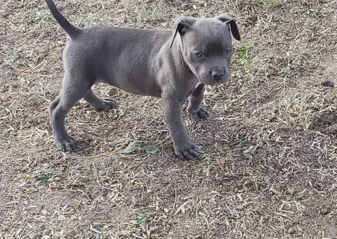 8 weeks old American Bully Puppy