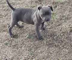 8 weeks old American Bully Puppy