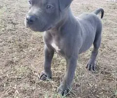 8 weeks old American Bully Puppy - 2