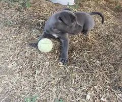 8 weeks old American Bully Puppy - 3