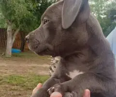 8 weeks old American Bully Puppy - 4