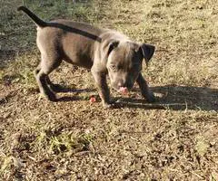 8 weeks old American Bully Puppy - 5