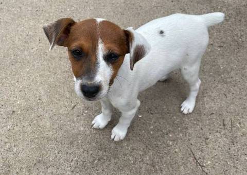 4 Jack russell terrier puppies available