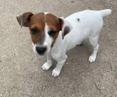 4 Jack russell terrier puppies available - 1