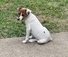 4 Jack russell terrier puppies available - 2