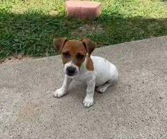 4 Jack russell terrier puppies available - 4