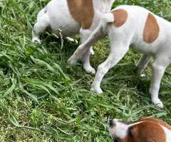 4 Jack russell terrier puppies available - 5