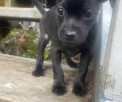 Teacup Chihuahua puppy all black - 1