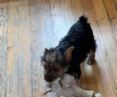 3 months old toy size Yorkie
