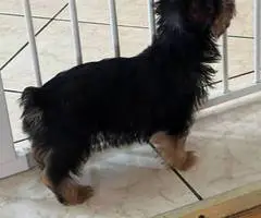 3 months old toy size Yorkie - 4