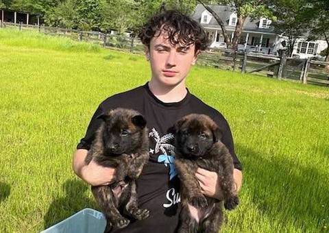 Male and female Dutch Shepherd puppies