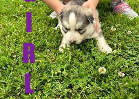 5 Gerberian Shepskies for sale