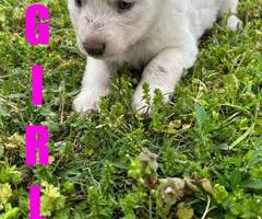 5 Gerberian Shepskies for sale