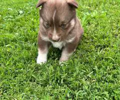 5 Gerberian Shepskies for sale - 6