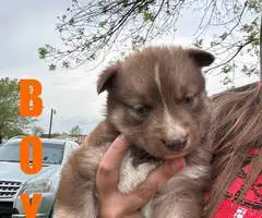 5 Gerberian Shepskies for sale
