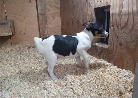 Rat Terrier Puppies: Your Solution for Rodent Control