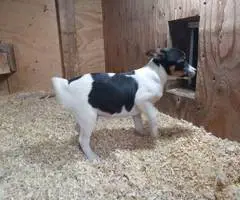 Rat Terrier Puppies: Your Solution for Rodent Control