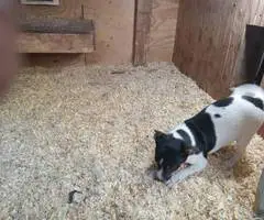 Rat Terrier Puppies: Your Solution For Rodent Control In Yakima 