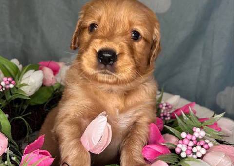 Beautiful Golden Retriever puppies for sale