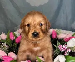 Beautiful Golden Retriever puppies for sale - 2