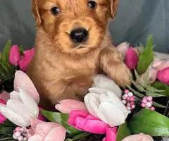 Beautiful Golden Retriever puppies for sale - 3