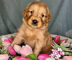 Beautiful Golden Retriever puppies for sale - 4