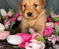Beautiful Golden Retriever puppies for sale - 5