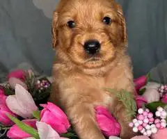Beautiful Golden Retriever puppies for sale - 6