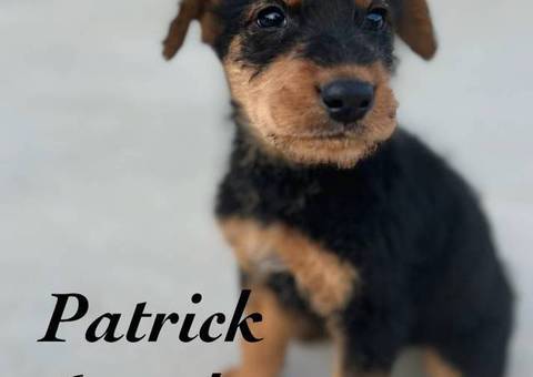 3 male 2 female Airedale terrier puppies