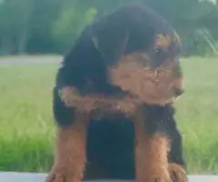 3 male 2 female Airedale terrier puppies - 2