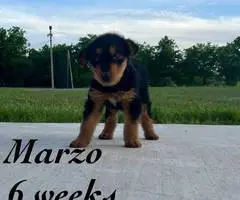 3 male 2 female Airedale terrier puppies - 3