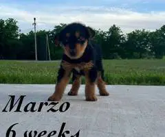 3 male 2 female Airedale terrier puppies