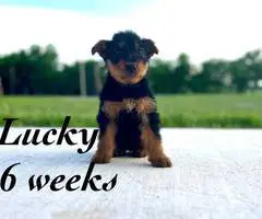 3 male 2 female Airedale terrier puppies