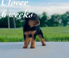 3 male 2 female Airedale terrier puppies