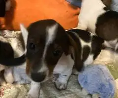 Mini dachshund puppies