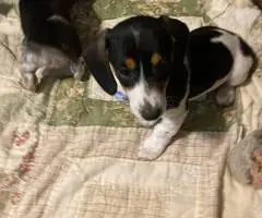 Mini dachshund puppies