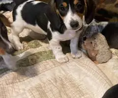 Mini dachshund puppies