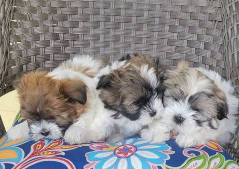 3 Malti-poo puppies available