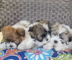 3 Malti-poo puppies available