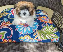 3 Malti-poo puppies available - 2