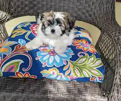 3 Malti-poo puppies available - 3
