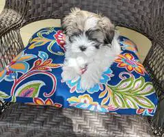3 Malti-poo puppies available - 4
