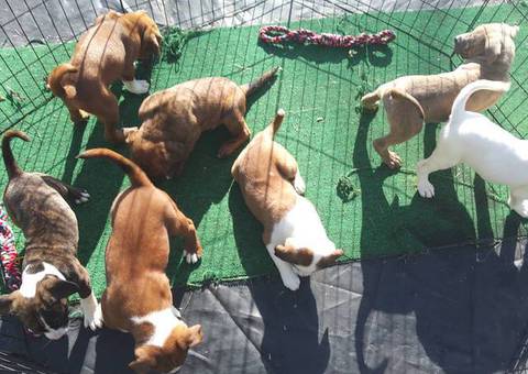 Amstaff mix puppies for adoption