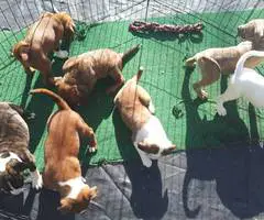 Amstaff mix puppies for adoption