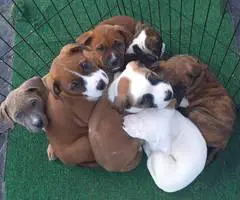 Amstaff mix puppies for adoption - 2