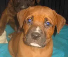 Amstaff mix puppies for adoption - 5
