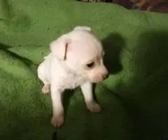 Small Chihuahua puppies