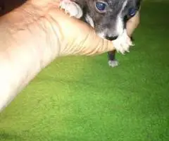 Small Chihuahua puppies - 4